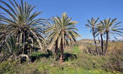 Lefke’deki 2 bin hurma ağacı 8 yıldır kırmızı palmiye böceği tarafından istila edilmiş durumda