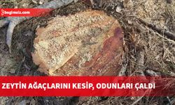 2 ağacı kökünden kesti