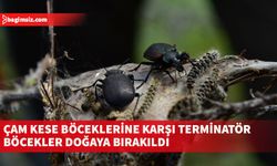 Çam kese böceği ile entegre mücadele programı kapsamında adım atıldı