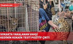 Afrika servalı" türünde vahşi bir kedi evden kaçıp ağaca çıktı