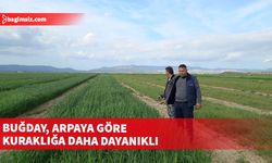 “Buğday çeşitleri arpa çeşitlerine göre kuraklık ve hastalığa daha çok direnç gösteriyor”