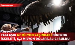 Dinozor iskeleti "en muhteşem T-Rex iskeletlerinden biri" olarak değerlendiriliyor