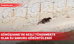 Su samuru Harşit Çayı’nda görüldü