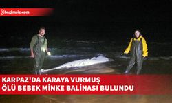 Karpaz'da karaya vurmuş ölü bebek Minke Balinası! 