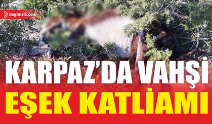 En Az 14 Eşek Vurularak Katledildi