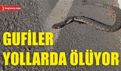 Gufiler yollarda ezilme tehlikesiyle karşı karşıya