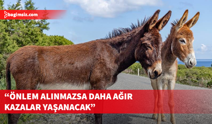 Karpaz Koruma Derneği, Karpaz eşekleri ile ilgili çözüm önerisinde bulundu