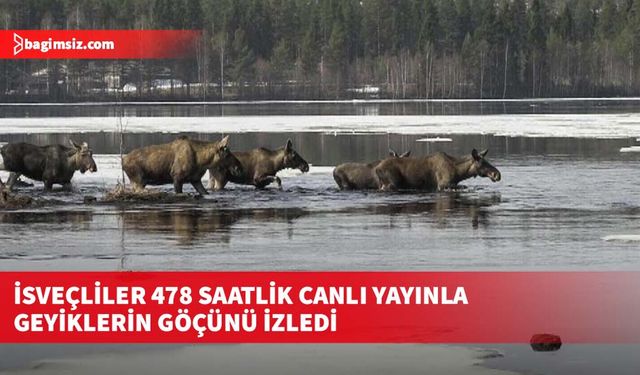 İsveçliler 478 saatlik canlı yayınla geyiklerin göçünü izledi