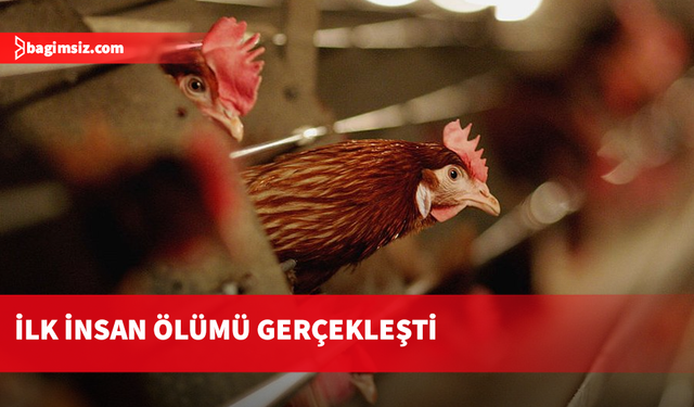 H5N5 kuş gribi nedeniyle enfekte olan bir kişi hayatını kaybetti
