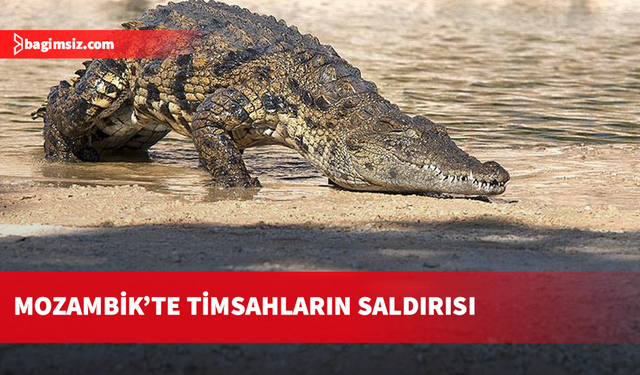 Mozambik’te timsahların saldırısında 2 kişi öldü, 3 kişi ağır yaralandı