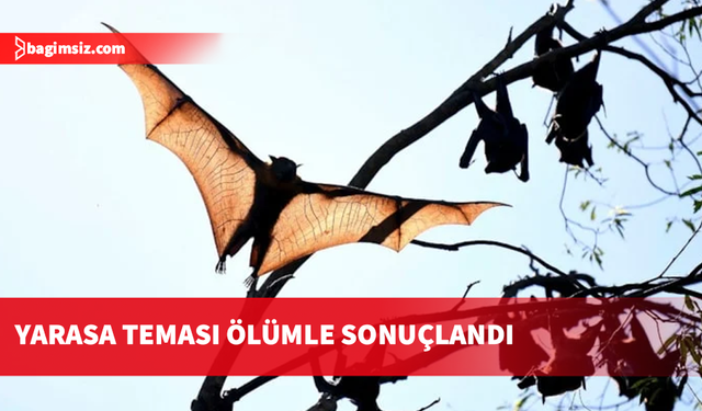 Kanada'da yüzüne yarasa konan çocuk kuduz nedeniyle hayatını kaybetti