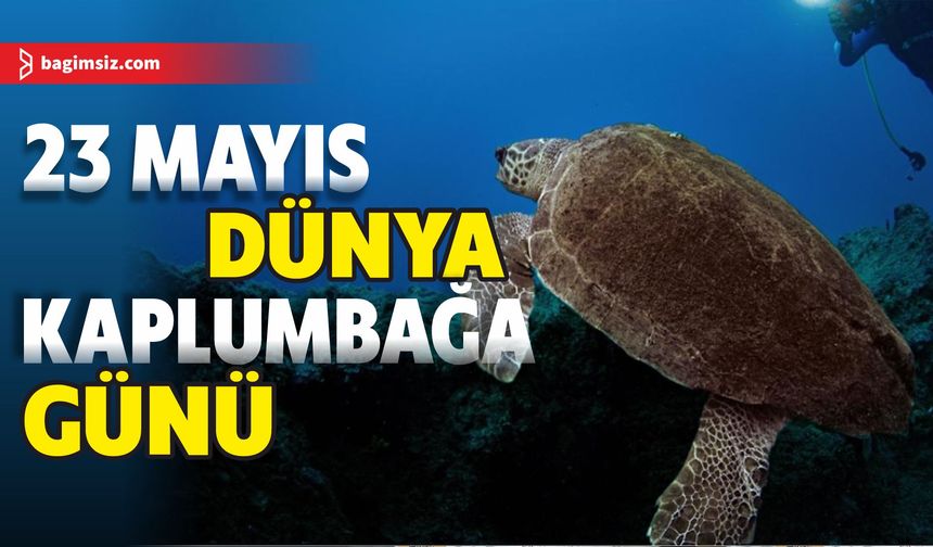 23 Mayıs Dünya Kaplumbağa Günü