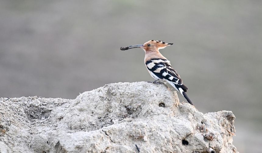 Üreme ve kuluçka dönemlerini Van`da geçiren birçok kuş türü, havanın ısınmasıyla havzadaki sulak alanlardaki yuvalarında sonbahara kadar konaklıyor.