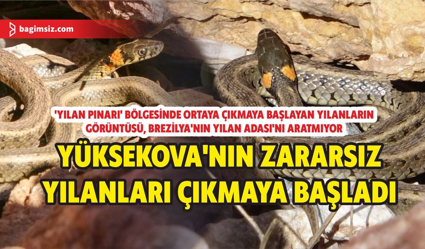 Yüksekova’nın zararsız yılanları ortaya çıkmaya başladı