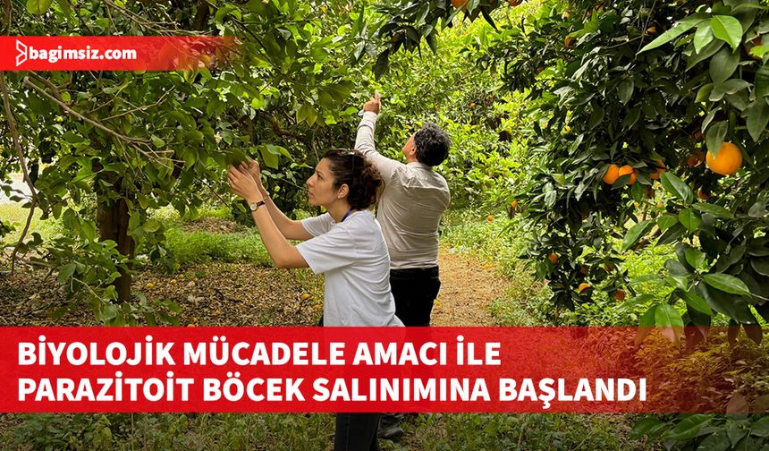 Adana Biyolojik Mücadele Enstitüsü öncülüğünde biyolojik mücadele amacı ile parazitoit böcek salınımına başlandı