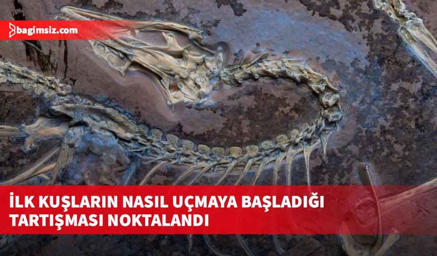 İlk kuşların nasıl uçmaya başladığı tartışması noktalandı