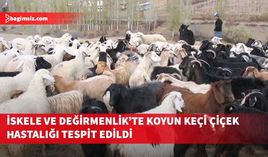 İskele ve Değirmenlik’te Koyun Keçi Çiçek Hastalığı tespit edildi…Acil aşılama yapılacak