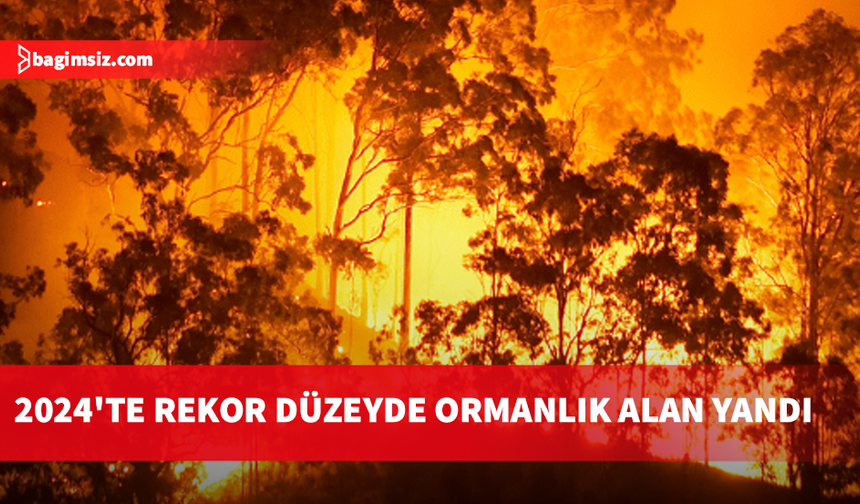 İklim değişikliğinin körüklediği yangınlar, 2024'te rekor düzeyde ormanlık alanı yaktı