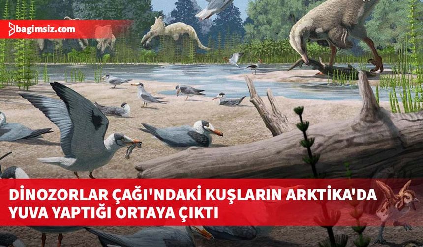 Dinozorlar Çağı'ndaki kuşların Arktika'da yuva yaptığı ortaya çıktı