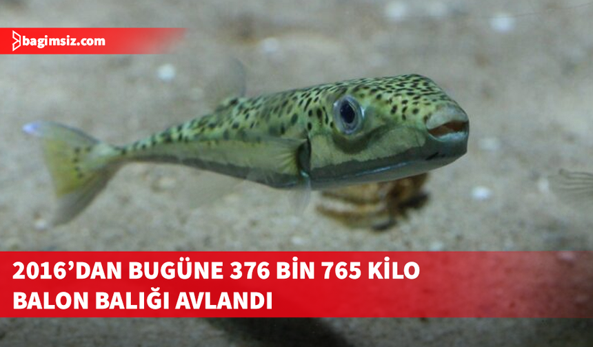 Rum balıkçılar ödenek için sadece balon balığı avı yapıyor