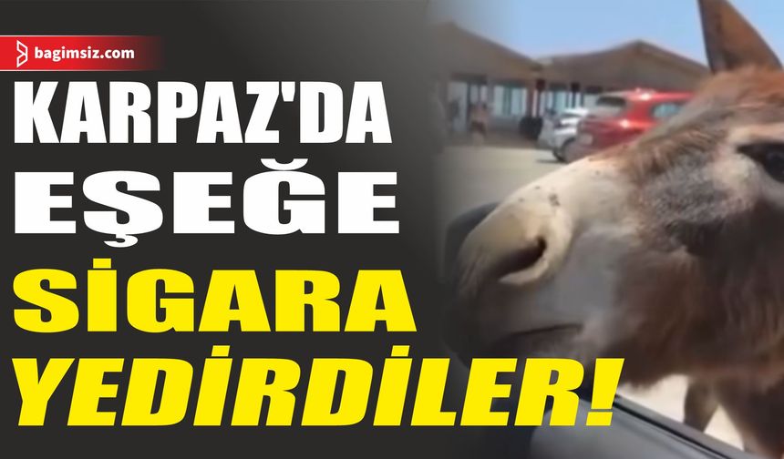 Karpaz’da Eşeğe Sigara Yedirme Görüntüleri Sosyal Medyada Tepki Çekti