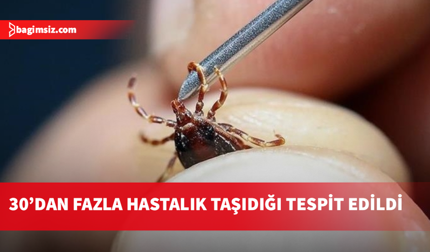 Türkiye'de yeni kene türü keşfedildi