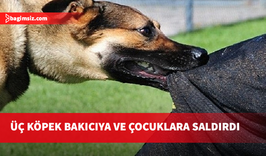 Limasol'da bir kadın ve iki çocuk köpeklerin saldırısına uğradı