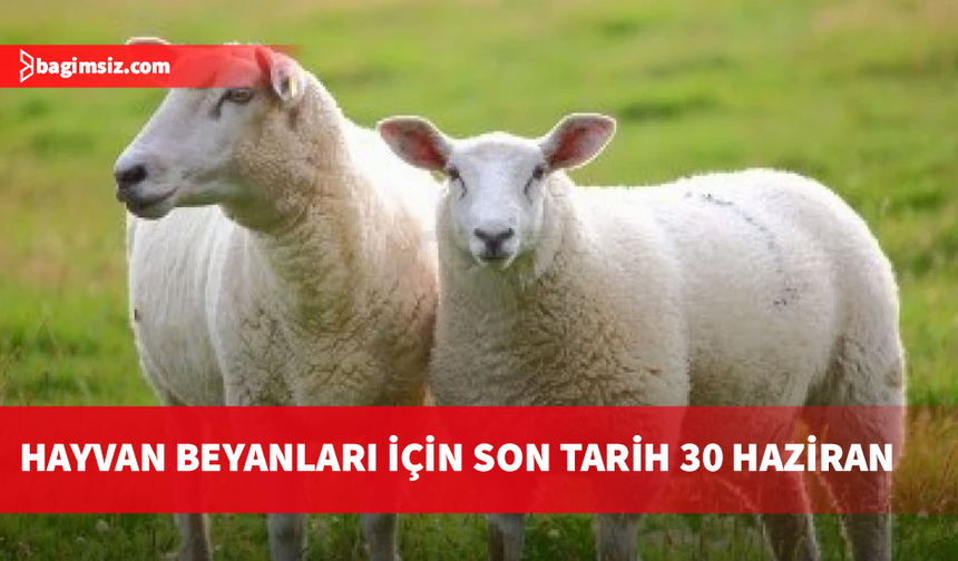 Veteriner Dairesi’nden küçükbaş hayvan üreticilerine beyan uyarısı