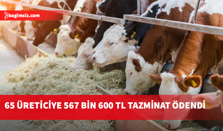 Büyükbaş hayvanda düşük tazminatları ödendi