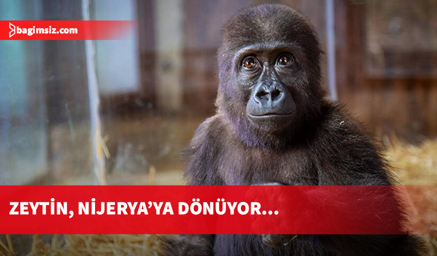 Goril yavrusu "Zeytin" Nijerya'ya iade edilecek