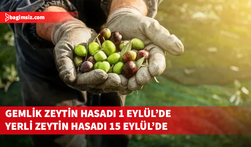 Gazimağusa ilçesi zeytin hasadı başlama tarihleri belirlendi
