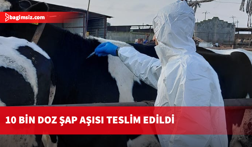 KKTC'den Güney Kıbrıs'a  10 bin doz şap aşısı teslim edildi