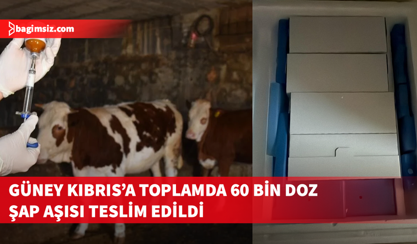Güney Kıbrıs’a 50 bin doz şap aşısı daha gönderildi