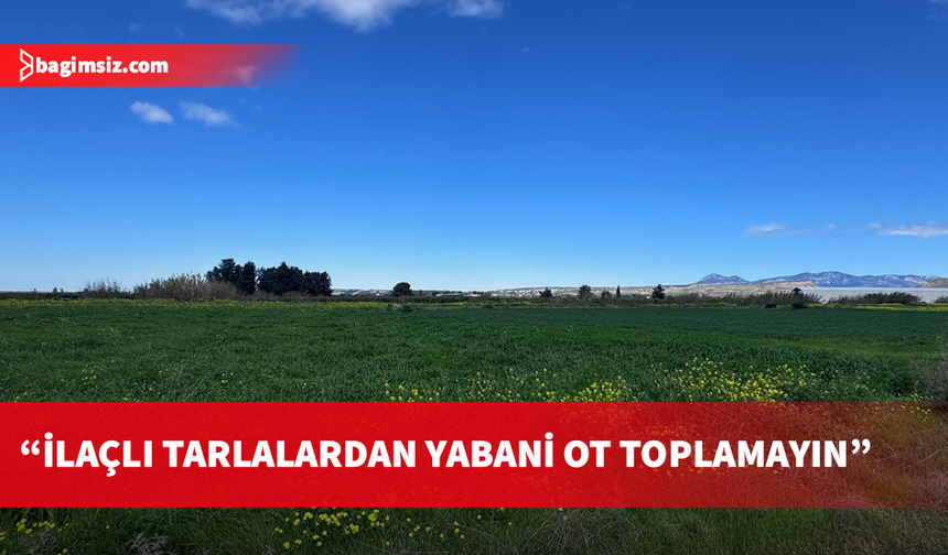 Tarım Bakanlığı, tüketilebilir yabani ot toplayanları uyardı