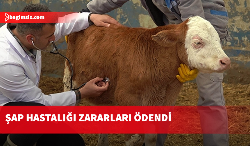 81 büyük baş hayvan için 3 milyon 603 bin 300 TL tazminat ödendi