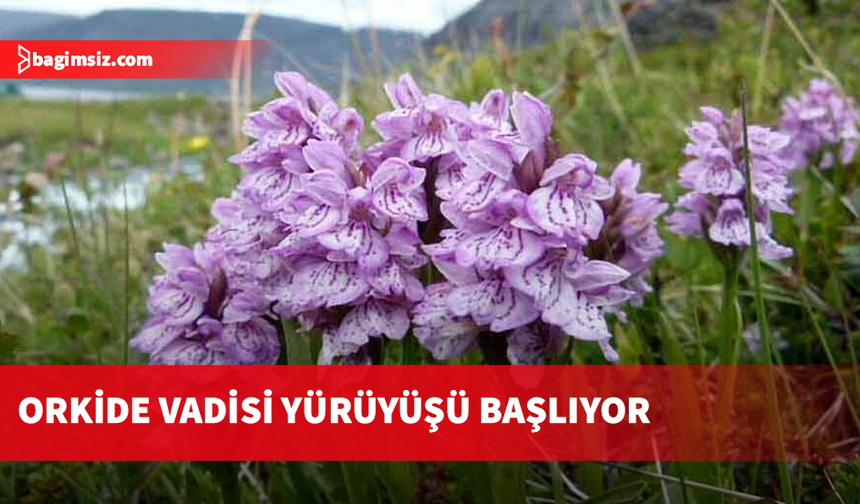 "14. Geleneksel Orkide Vadisi Gözlem Yürüyüşü" pazar günü yapılacak