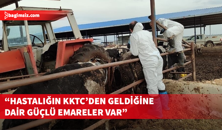 Güney Kıbrıs'ta 30 binden fazla hayvan şap hastalığı yüzünden telef oldu