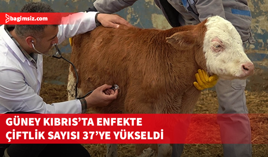 Güney Kıbrıs'ta 3 çiftlikte daha şap saptandı