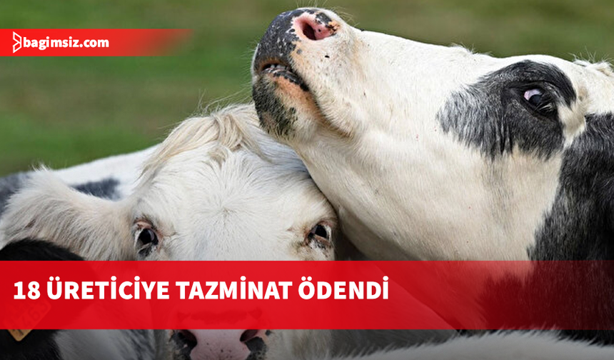 Mavi dil hastalığından zarar gören üreticilere tazminat ödemeleri yapıldı