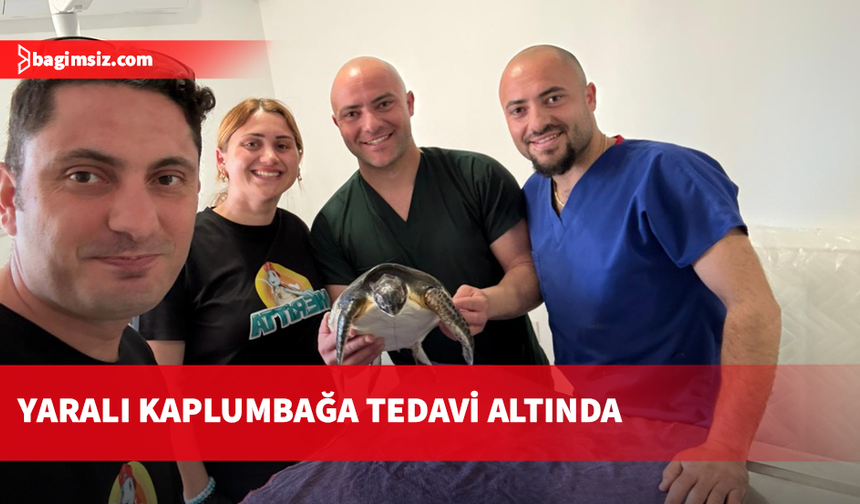 Lapta Sahili’nde bulunan yaralı deniz kaplumbağası tedavi altına alındı
