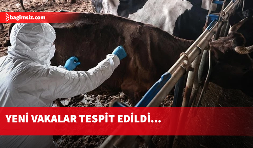 Güney Kıbrıs’ta şap vakası görülen çiftlik sayısı 101’e yükseldi
