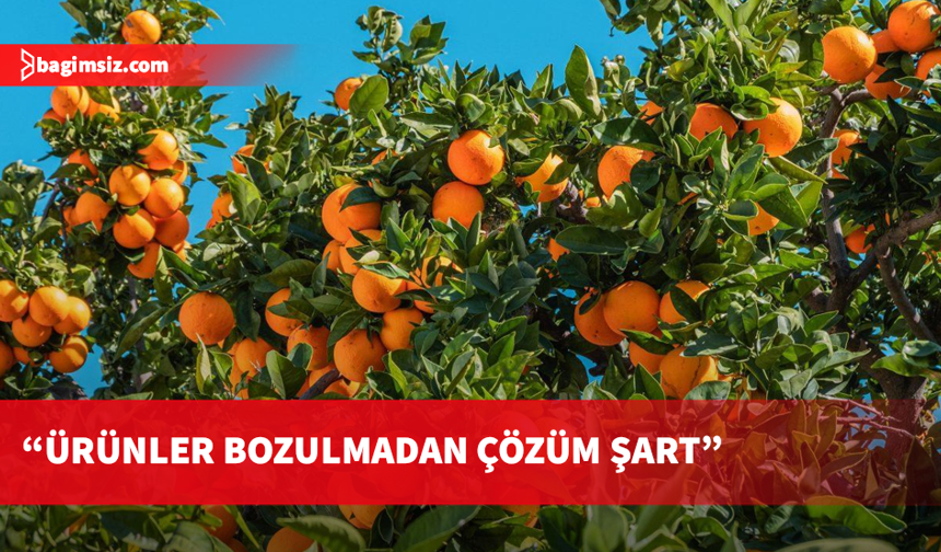 Genel grev narenciye ihracatını durdurdu