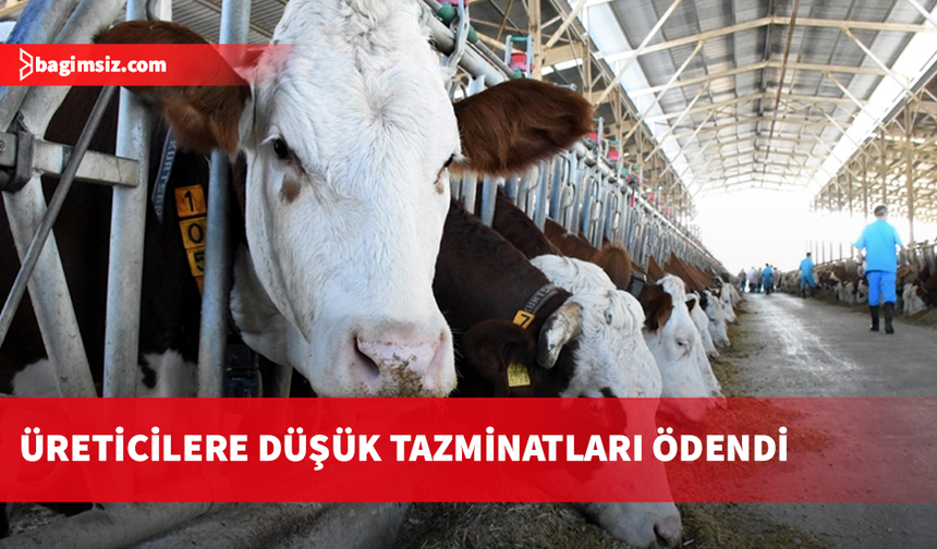 Büyükbaş hayvan üreticilerine düşük tazminatları ödendi