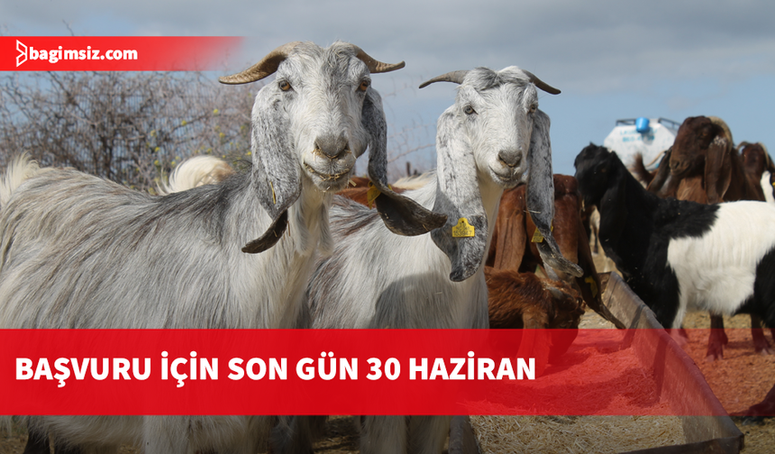 Küçükbaş hayvan bildirimleri 30 Haziran'a kadar yapılabilecek
