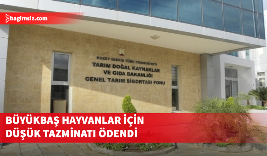 Büyükbaş hayvanlar için düşük tazminatı ödendi