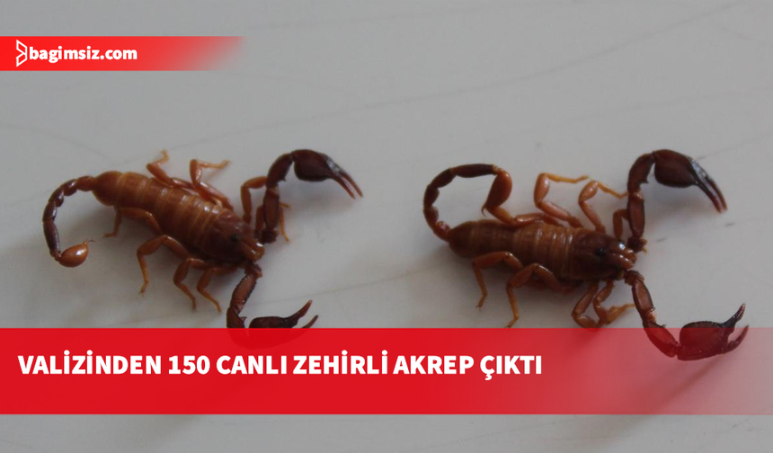 Valizinde 150 adet zehirli akrep taşıyan şüpheli havalimanında gözaltına alındı