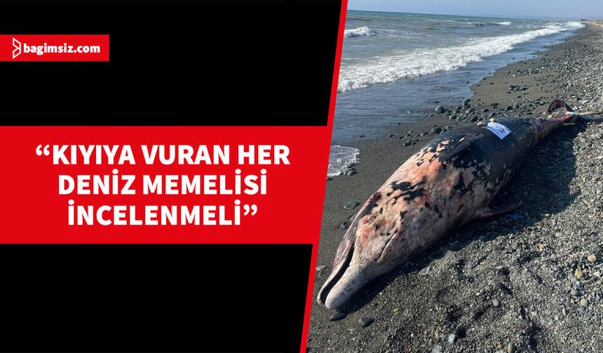 Karaya vuran balina Nekropsi için Taṣkent Doğa Parkı'na götürülüyor..