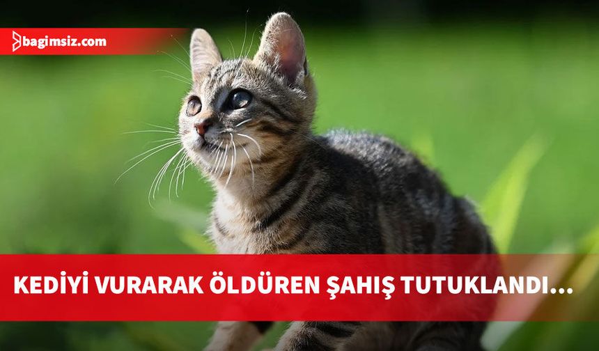 Kozanköy'de korkunç olay: Kediye ateş ederek öldürdü...
