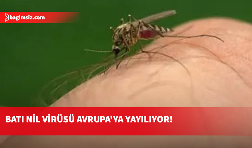 Avrupa'da Batı Nil virüsü: Yunanistan’da son haftalarda vakalarda artış görüldü