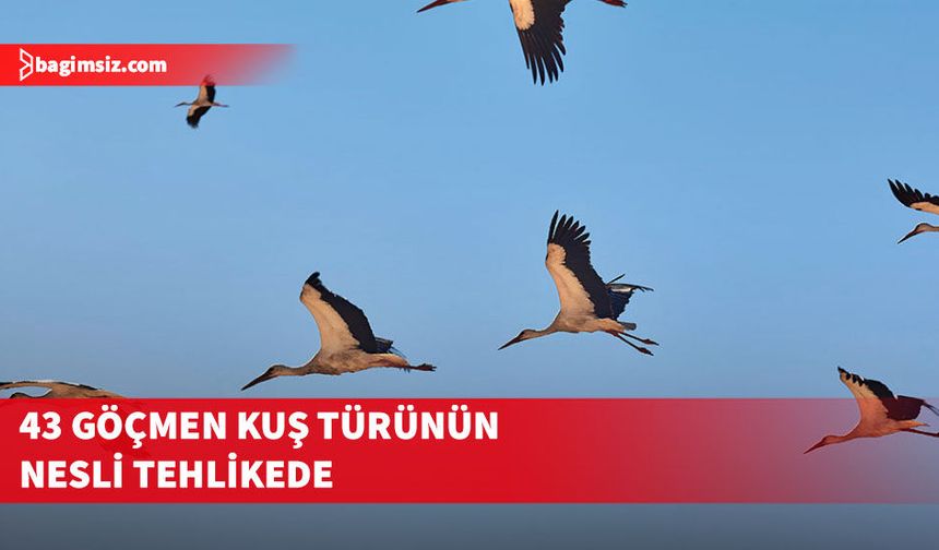 Kuşların göç yolculuğunda insan kaynaklı tehditler artıyor